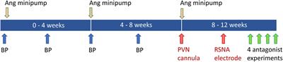 Role of Mineralocorticoid and Angiotensin Type 1 Receptors in the Paraventricular Nucleus in Angiotensin-Induced Hypertension